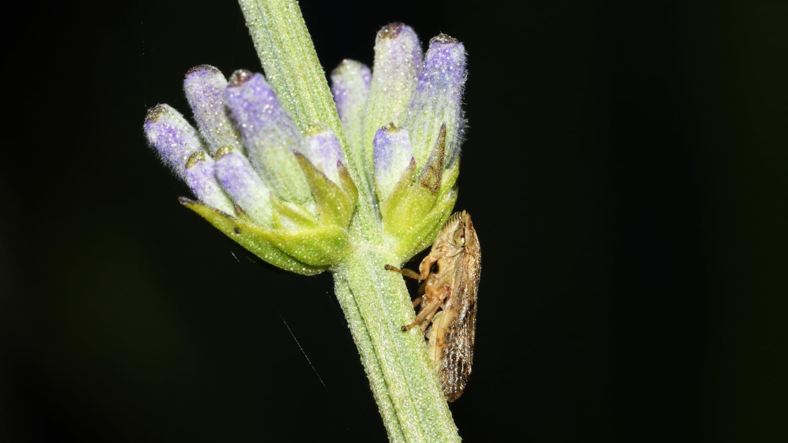 A close up of a lovely plant with a green stem and a leaf hopper hanging on it