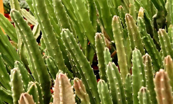 Stapelia