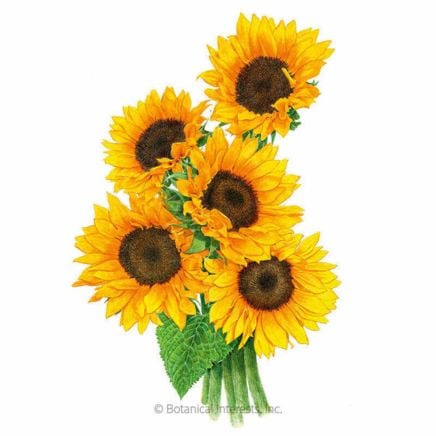 Zohar Sunflower