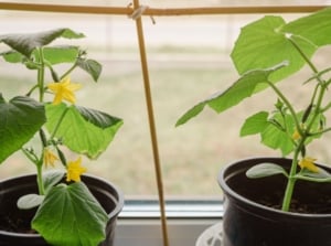 Multiple containers showing growing cucumbers in a pot placed near a window with supports near the glass