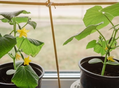 Multiple containers showing growing cucumbers in a pot placed near a window with supports near the glass