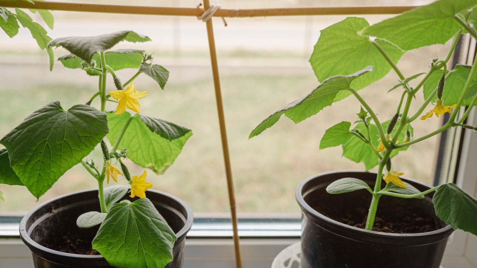 Multiple containers showing growing cucumbers in a pot placed near a window with supports near the glass