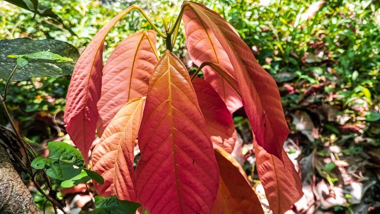 A Theobroma seedling with dark brown leaves, appearing broad and textured placed somewehere with sunlight