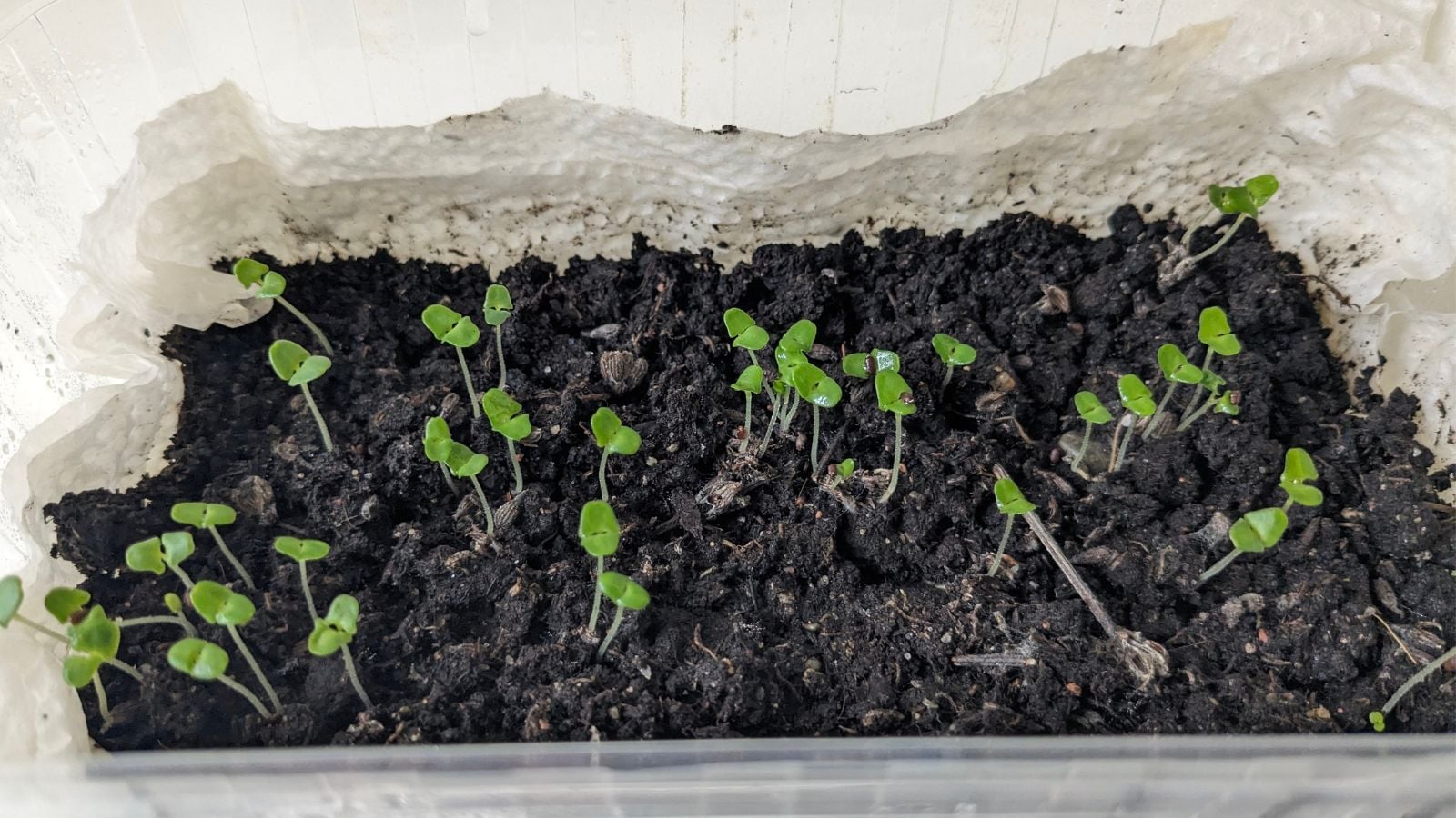 A close-up and overhead shot of a small plastic container filled with several sprouts of a flower, all situated in a well lit area indoors
