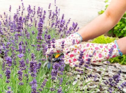 A close-up shot of a person's hand in the process of tending to developing purple colored, aromatic flowers, showcasing how to grow lavender from seed