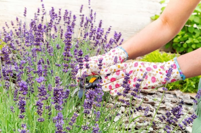 A close-up shot of a person's hand in the process of tending to developing purple colored, aromatic flowers, showcasing how to grow lavender from seed