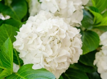 A close-up shot of a small composition of creamy cluster of flowers alongside green leaves, showcasing white hydrangeas
