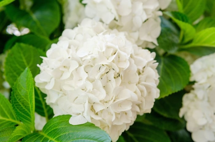 A close-up shot of a small composition of creamy cluster of flowers alongside green leaves, showcasing white hydrangeas