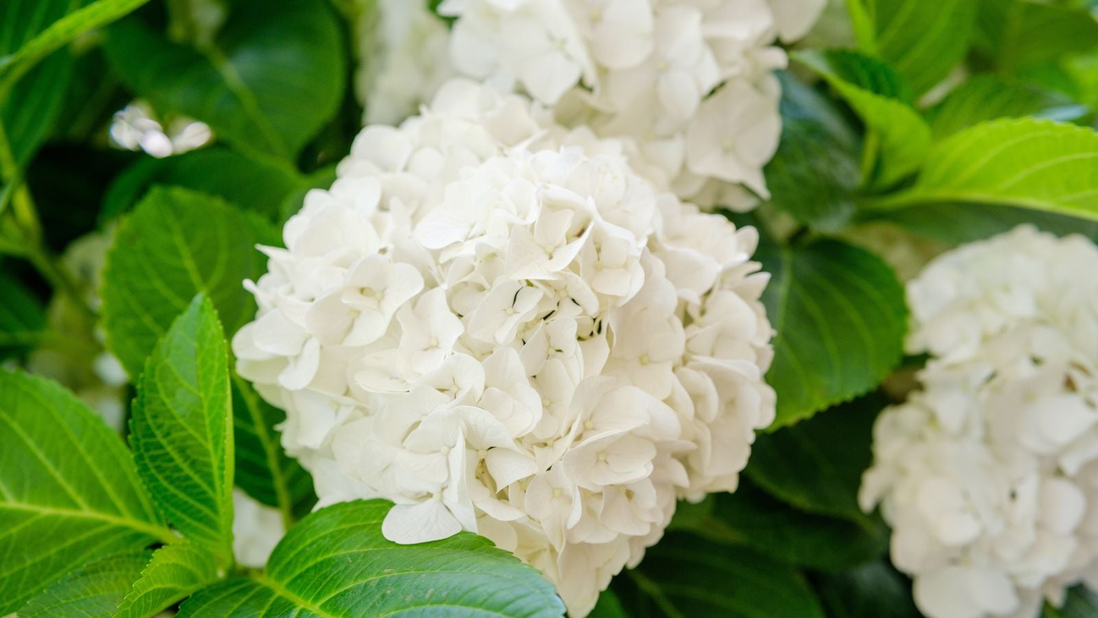 A close-up shot of a small composition of creamy cluster of flowers alongside green leaves, showcasing white hydrangeas