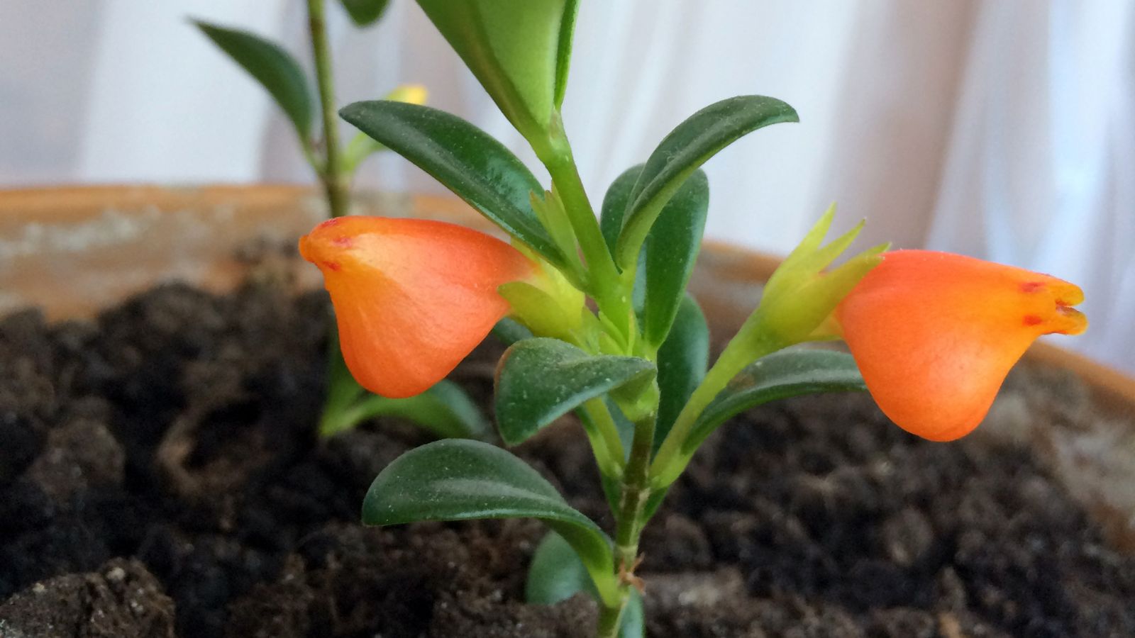 A close-up shot of flowers of a houseplant placed in rich soil in a pot indoors
