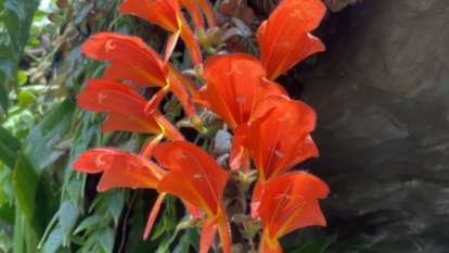 A close-up shot of flowers of a houseplant in a well lit area