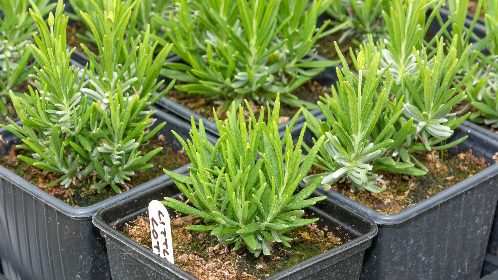 A close-up shot of several developing seedlings of a flower, all placed in small nursery pots