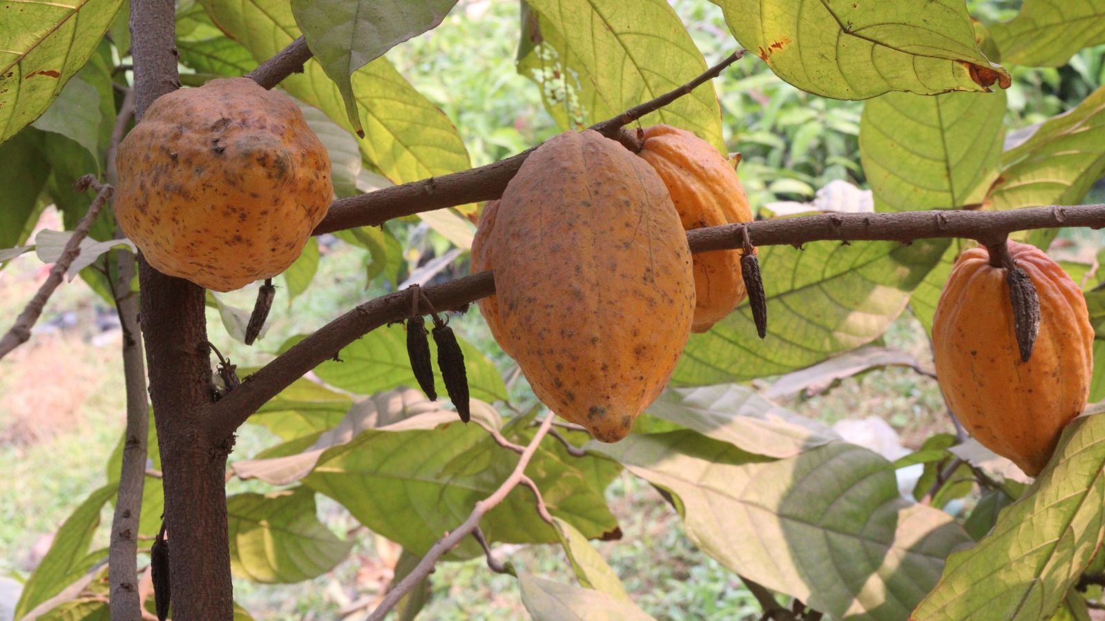 A closeup of Theobroma crops ripening on the branch, appearing to have an orange color under warm sunlight