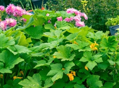 A lush plant surrounded with zucchini companion plants, appearing to have blooms and other greens in the background