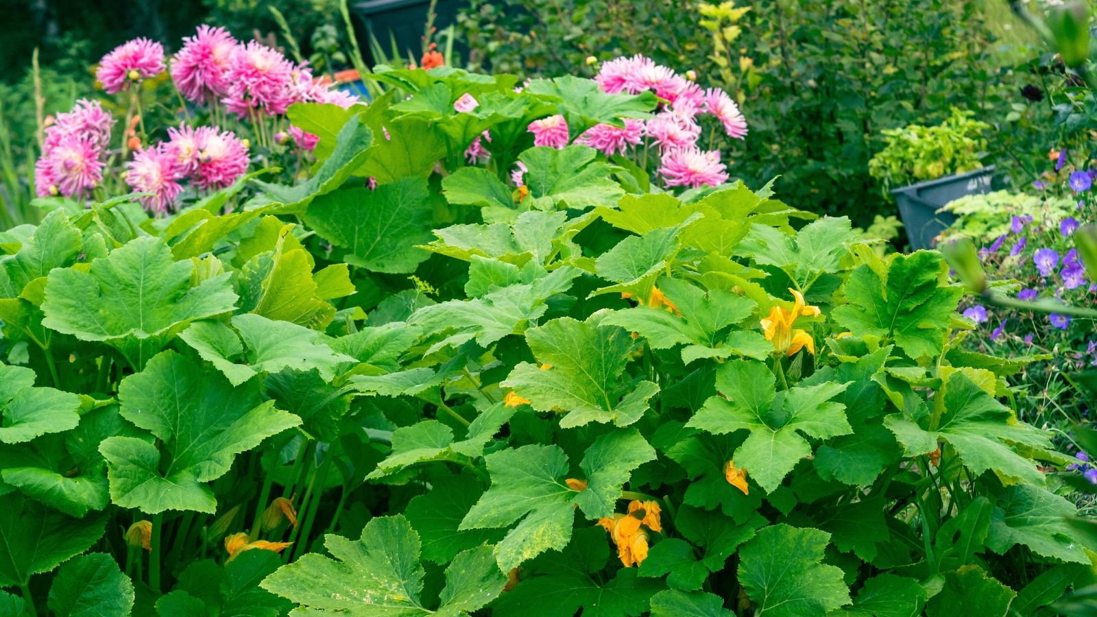 A lush plant surrounded with zucchini companion plants, appearing to have blooms and other greens in the background