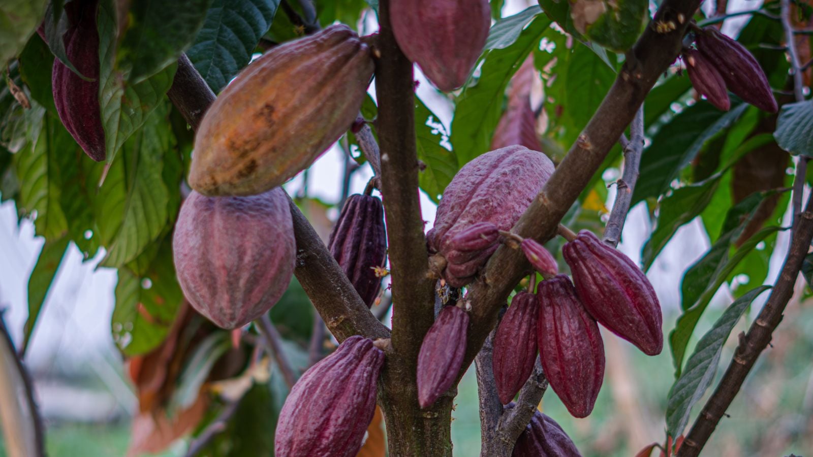 A midshot of Theobroma pods appearing to have a dark reddish color, still attached to the branch somewhere shady
