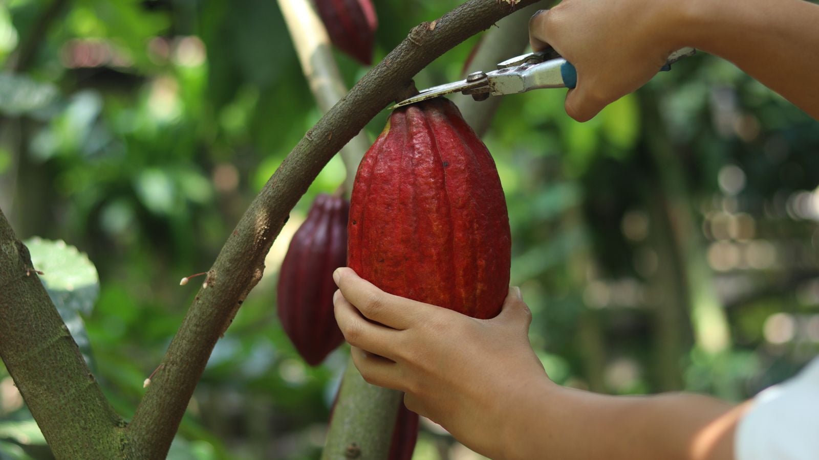 A person cutting off a Theobroma pod, appearing to have a rich reddish brown color surrounded by vivid green foliage