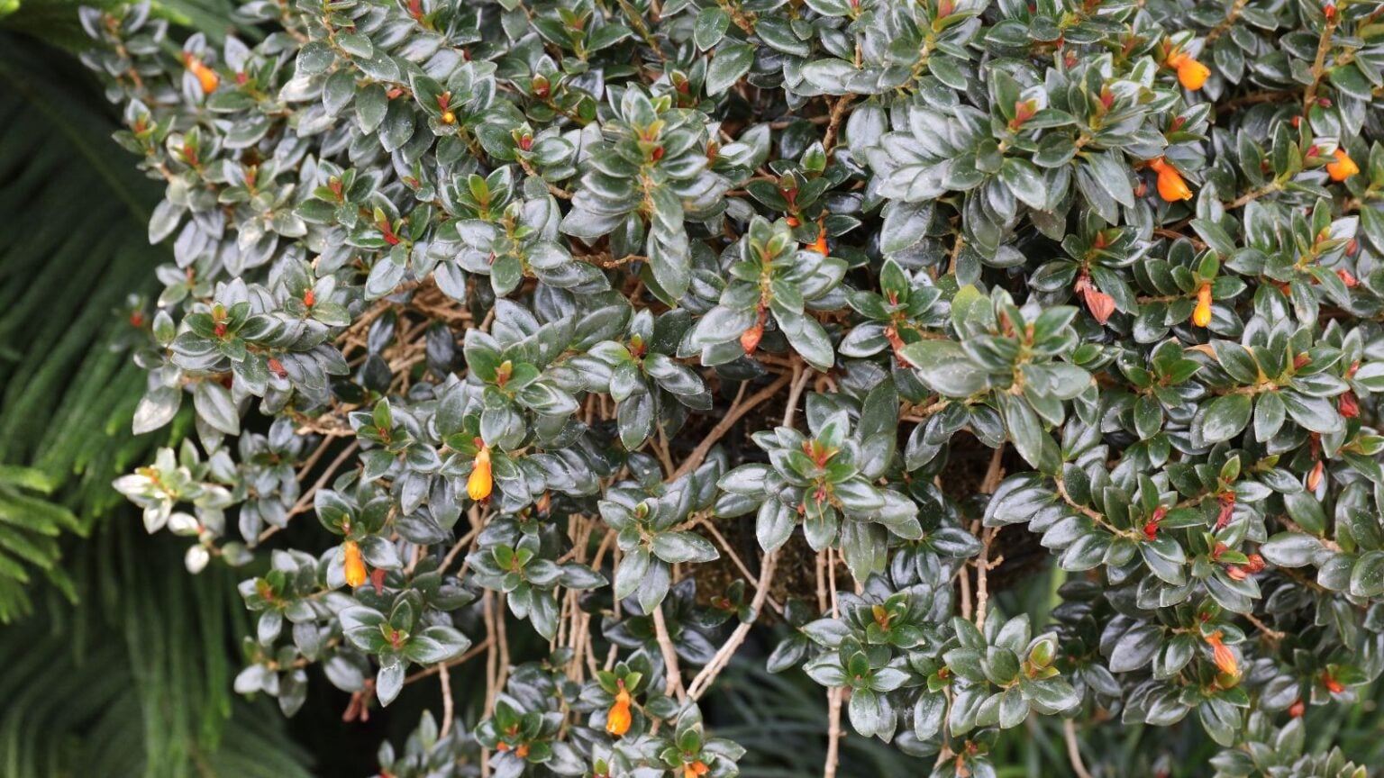 Picture of How to Plant, Grow, and Care for Goldfish Plant