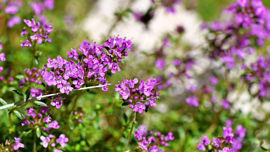 How to Plant, Grow, and Care for Wild Thyme