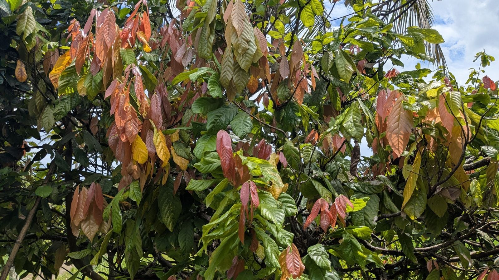 A young Theobroma plant with lush leaves having different shades of green and brown, placed under the sunlight