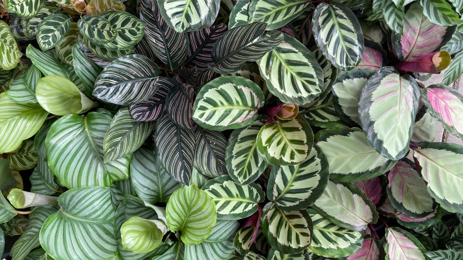 An overhead shot of several plants with various patterns, shapes, and sizes, showcasing calathea varieties