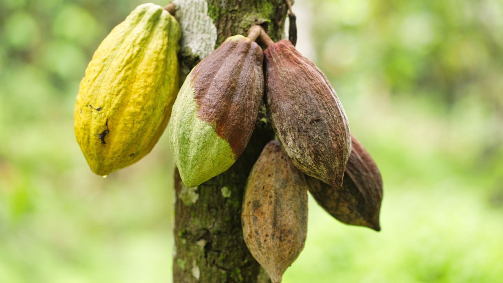 A sturdy trunk with multiple pods danglin from it, infected with Cocoa pod rot  with some pieces already discolored and brown