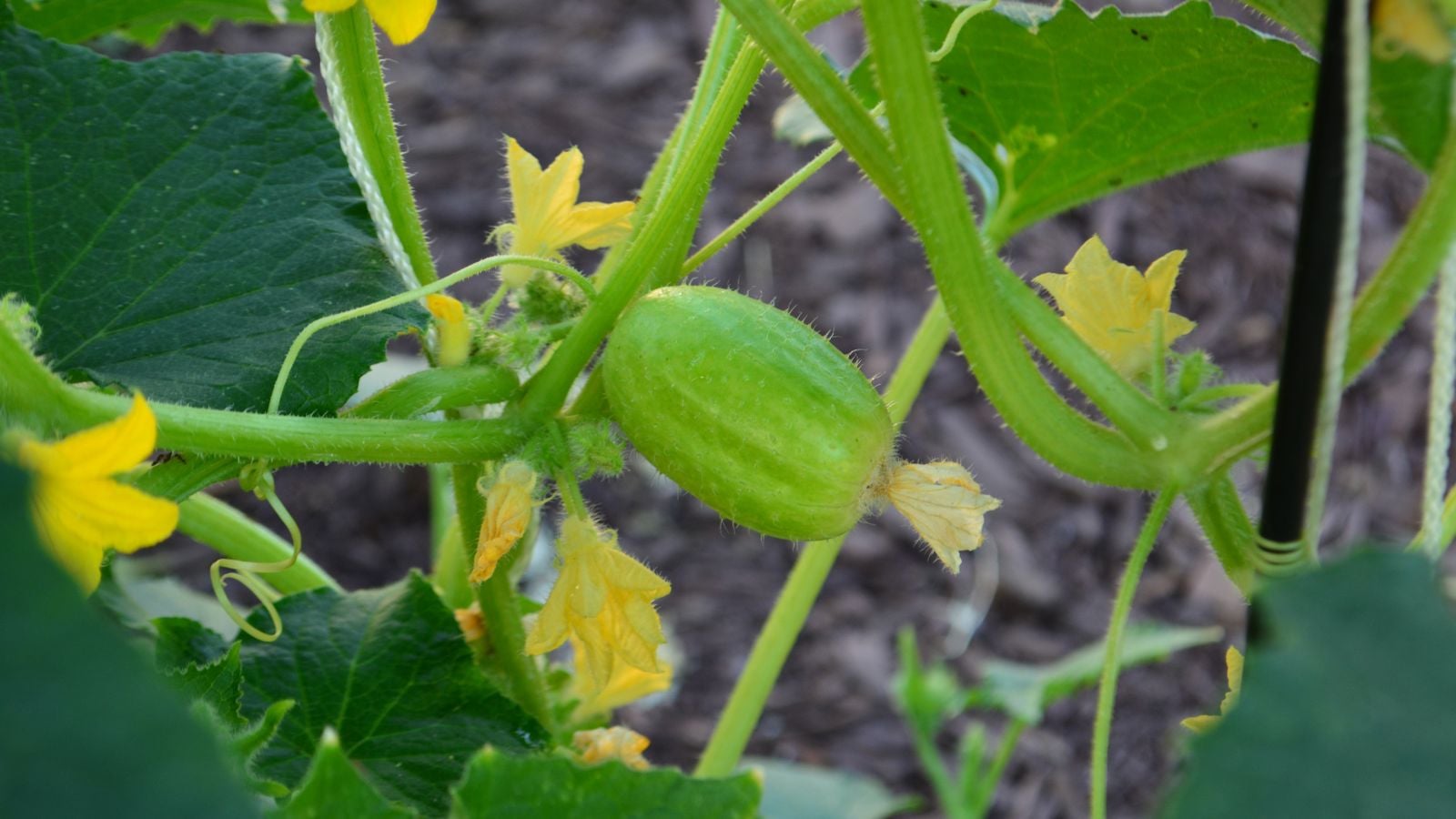 A midshot of a Crystal Apple crop appearing to have light green skin surrounded by bright yellow blooms