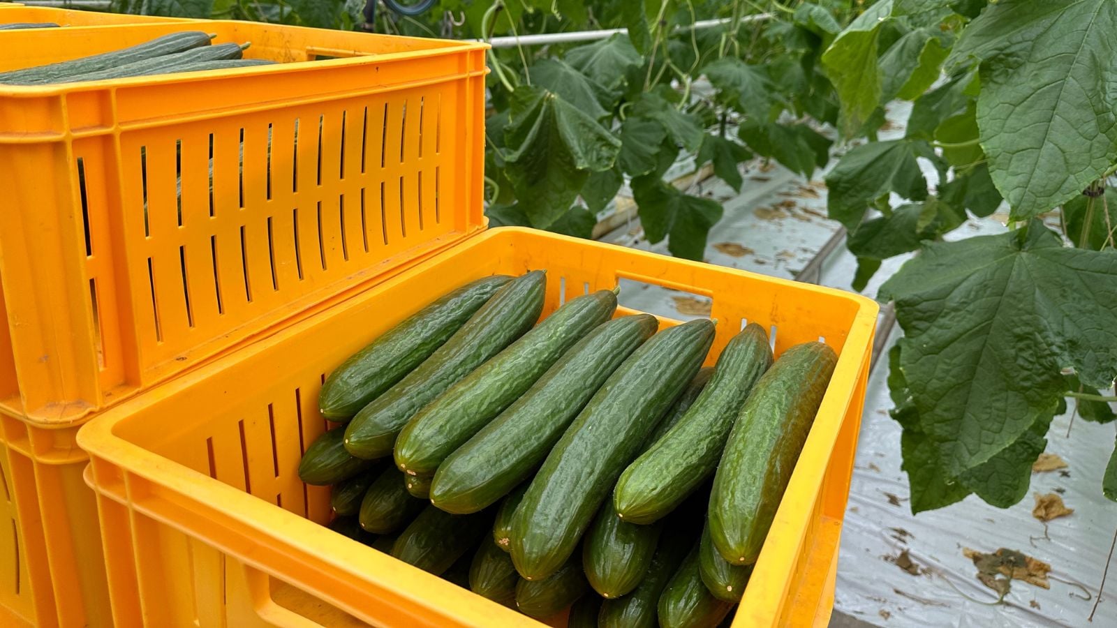 Freshly harvested Green Dragon crops appearing long and green, placed in crates stacked on top of one another