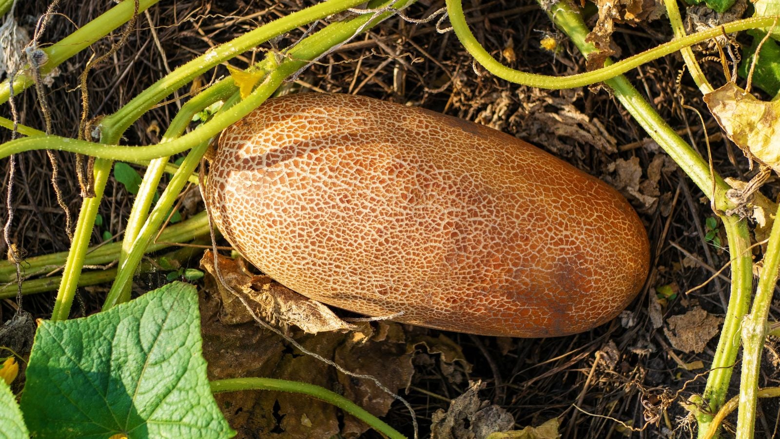 A healthy and ripe-looking Little Potato Cucumis sativus appearing to have brown skin while still attached to the vine laying on dark brown soil