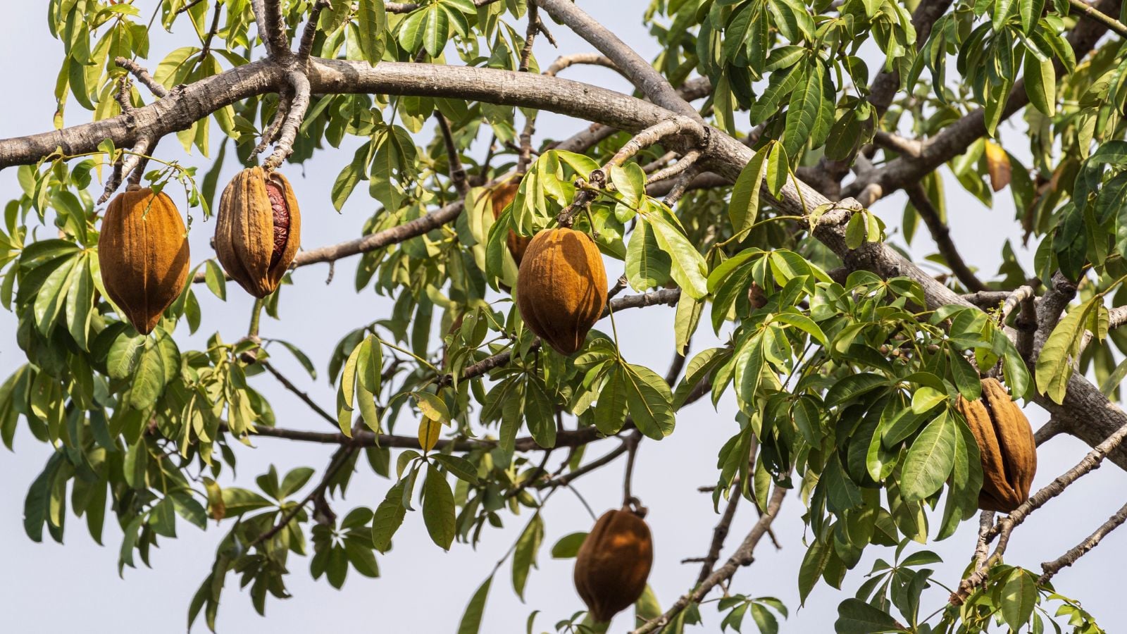 Multiple Theobroma pods dangling from a tall branch, appearing to be strong and woody with a cloudy sky in the background
