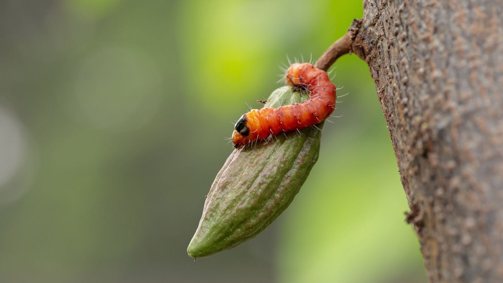A Pod borer appearing to have a bright red body on a young and green Theobroma pod