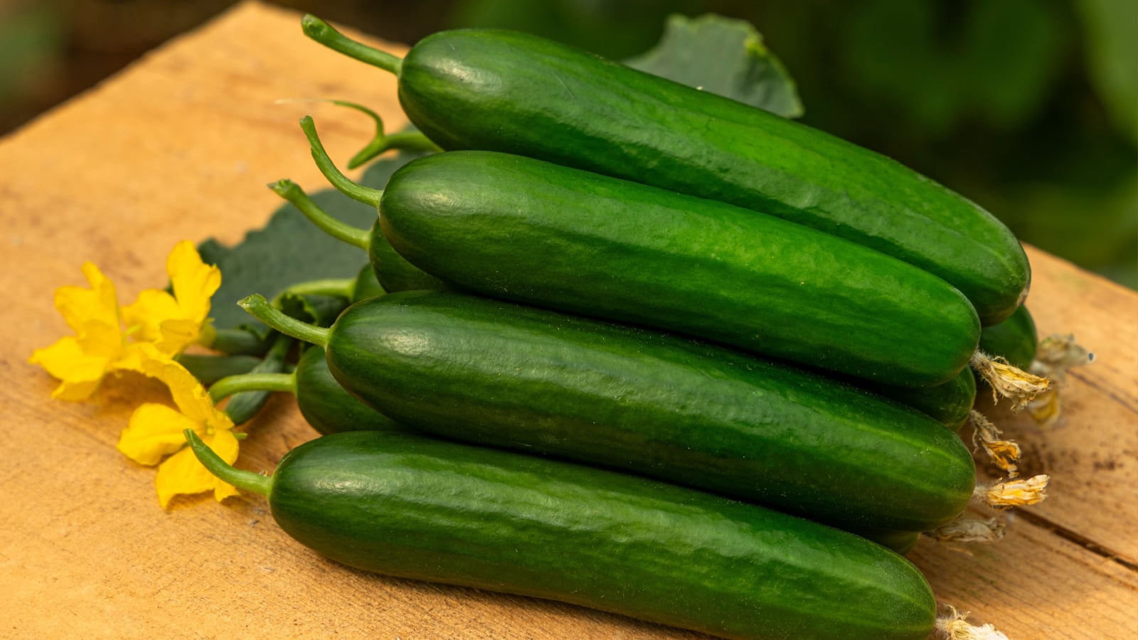 A Cucumis sativus vine with large green leaves and multiple cucumbers off the plant on a wooden table outdoors. 
