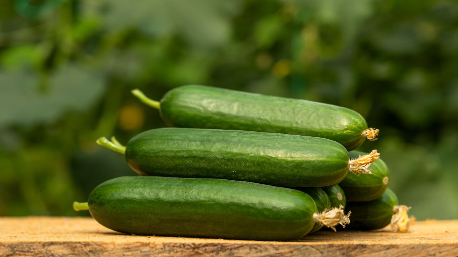 A pile of Muncher Cucumis sativus crops inside a woven basket placed on the ground among vines and leaves in a sunny area