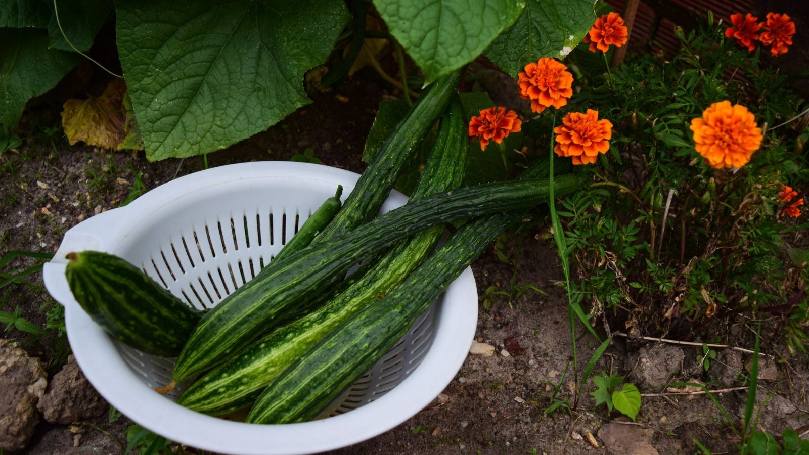 Harvested Suyo Long crops appearing long, green and curved placed in a plastic basket placed on the ground beside marigolds