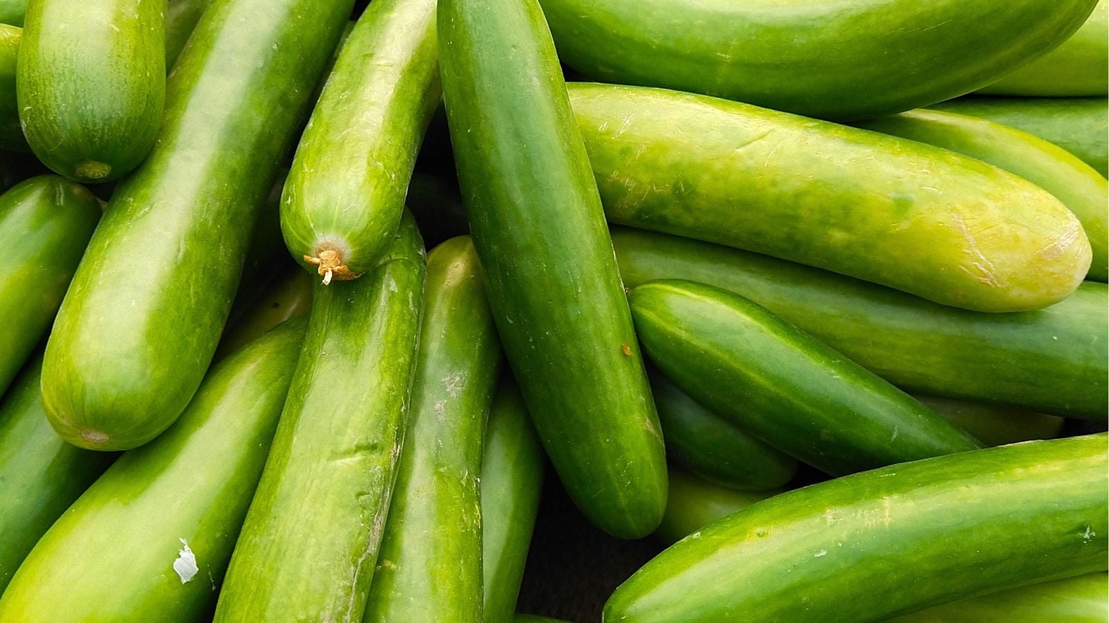 A pile of Sweet Success crops harvested from the plant, having smooth and green skin placed under bright light