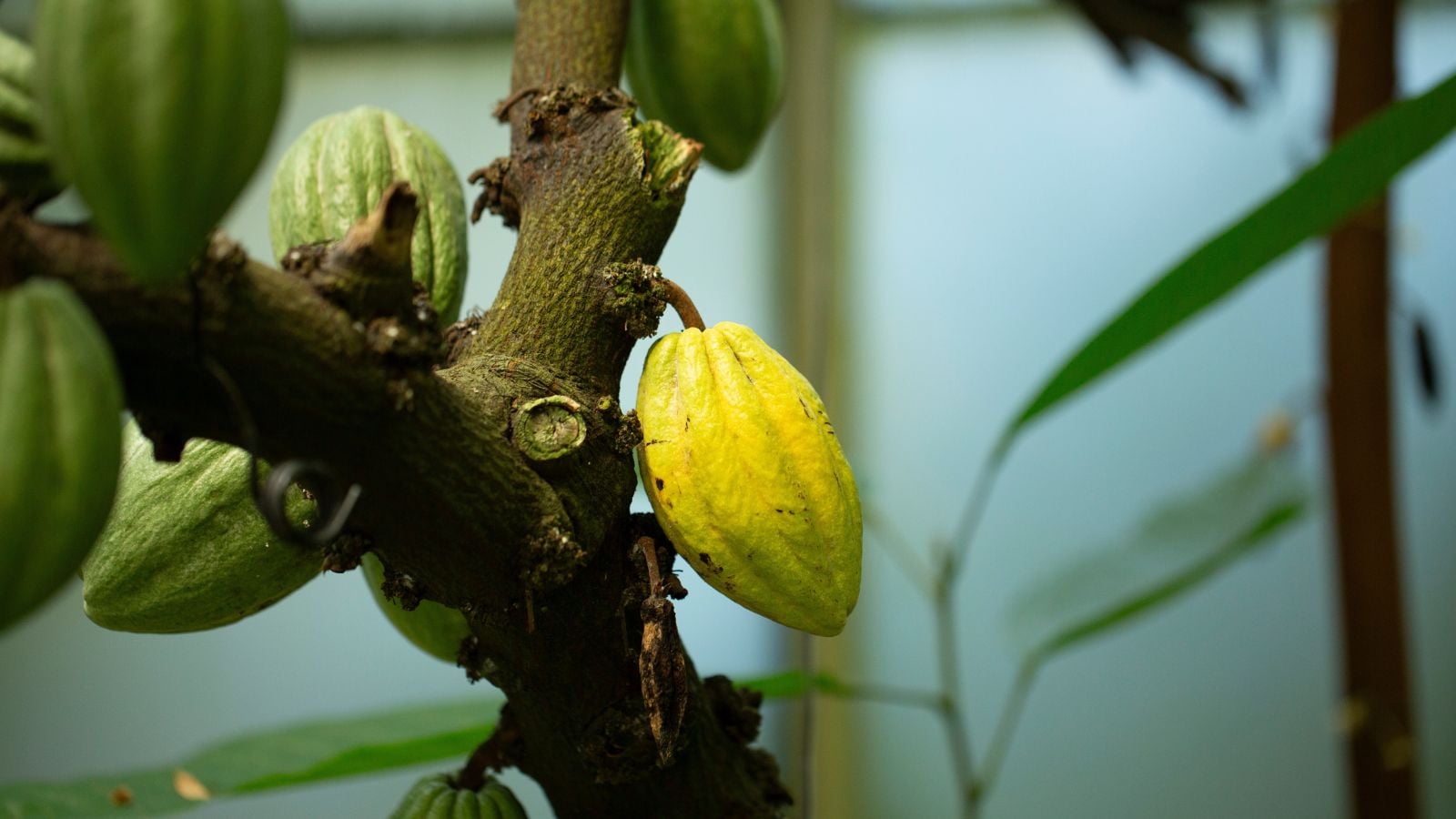 Unripe Theobroma pods still on the trunk, appearing to grow inside a green house placed somewhere with shade