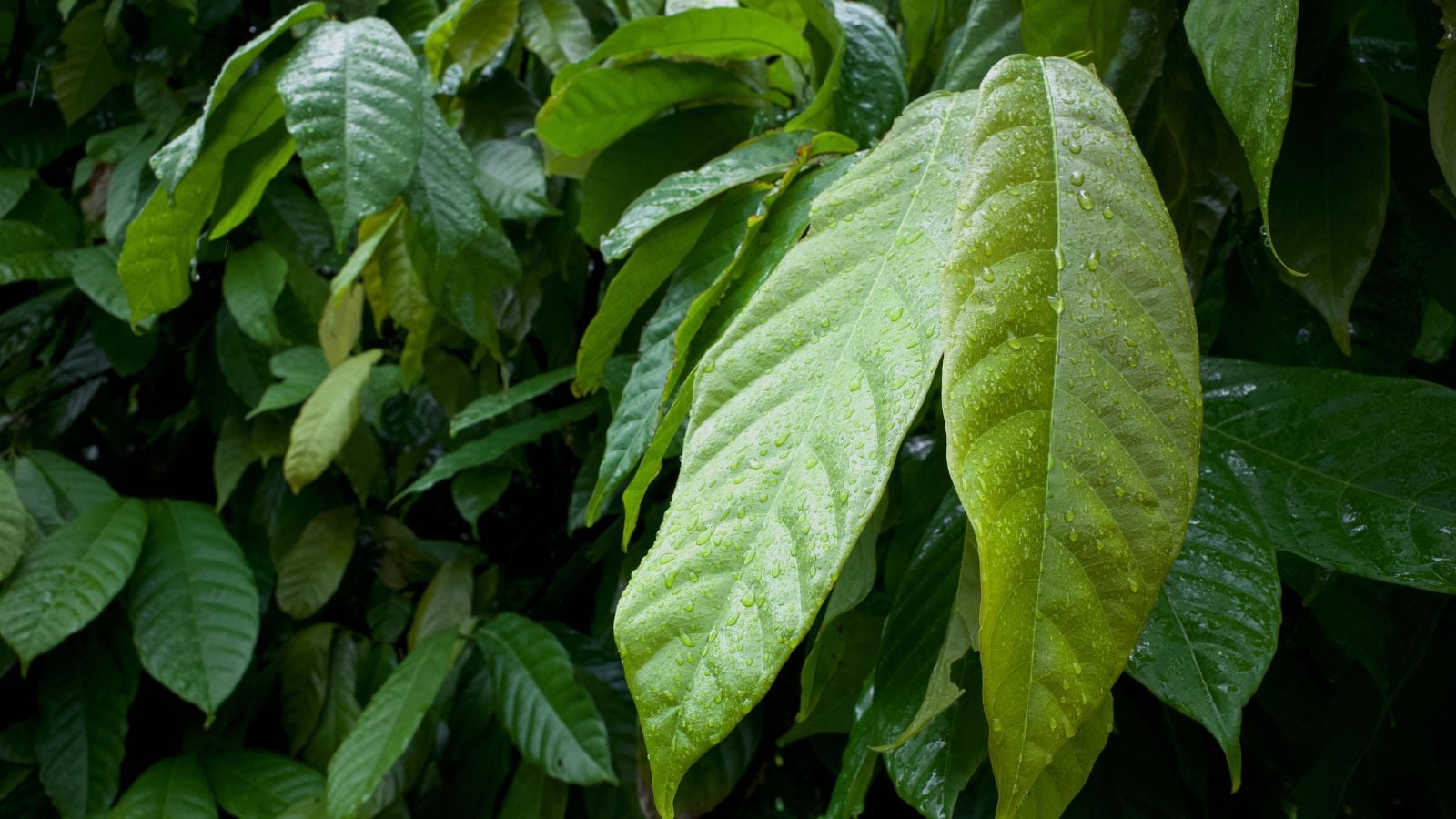 Wet Theobroma leaves appearing broad and waxy covered in small water droplets placed somewhere shady