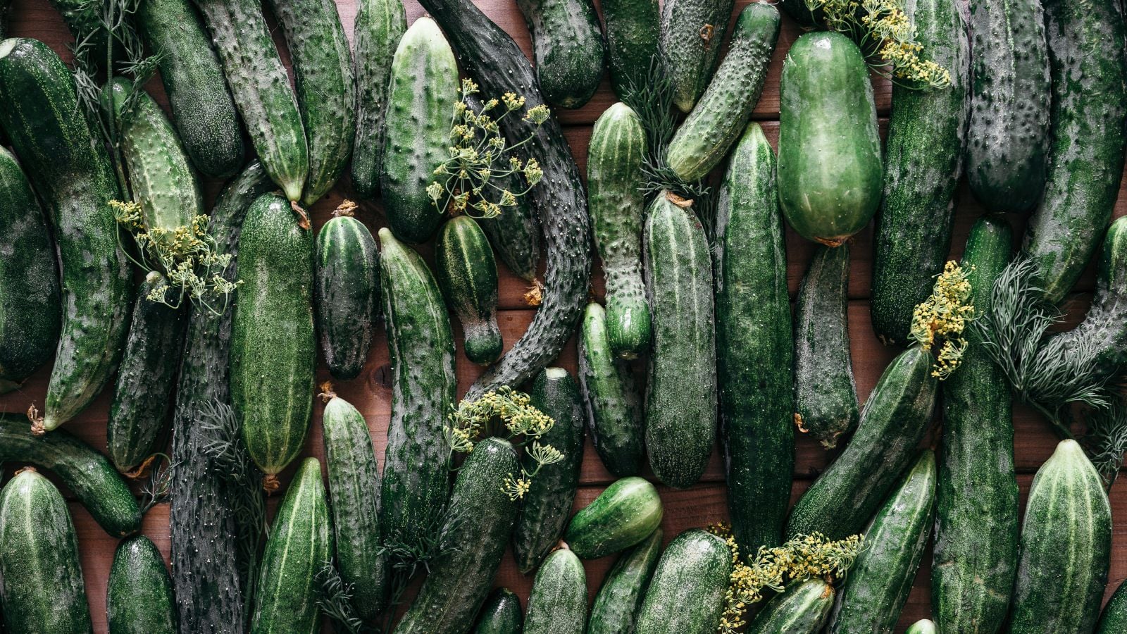 Multiple pieces of different cucumber varieties, placed on a brown surface appearing healthy and ripe placed somewhere shady