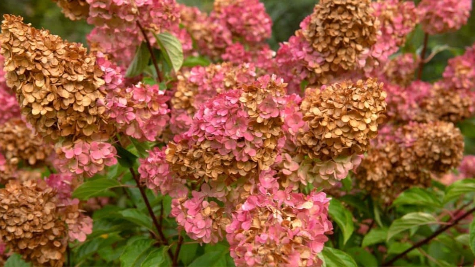 hydrangea flowers turning brown