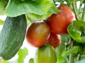 tomatoes and cucumbers planted near each other, appearing to be surrounded by wide green leaves and other foliage