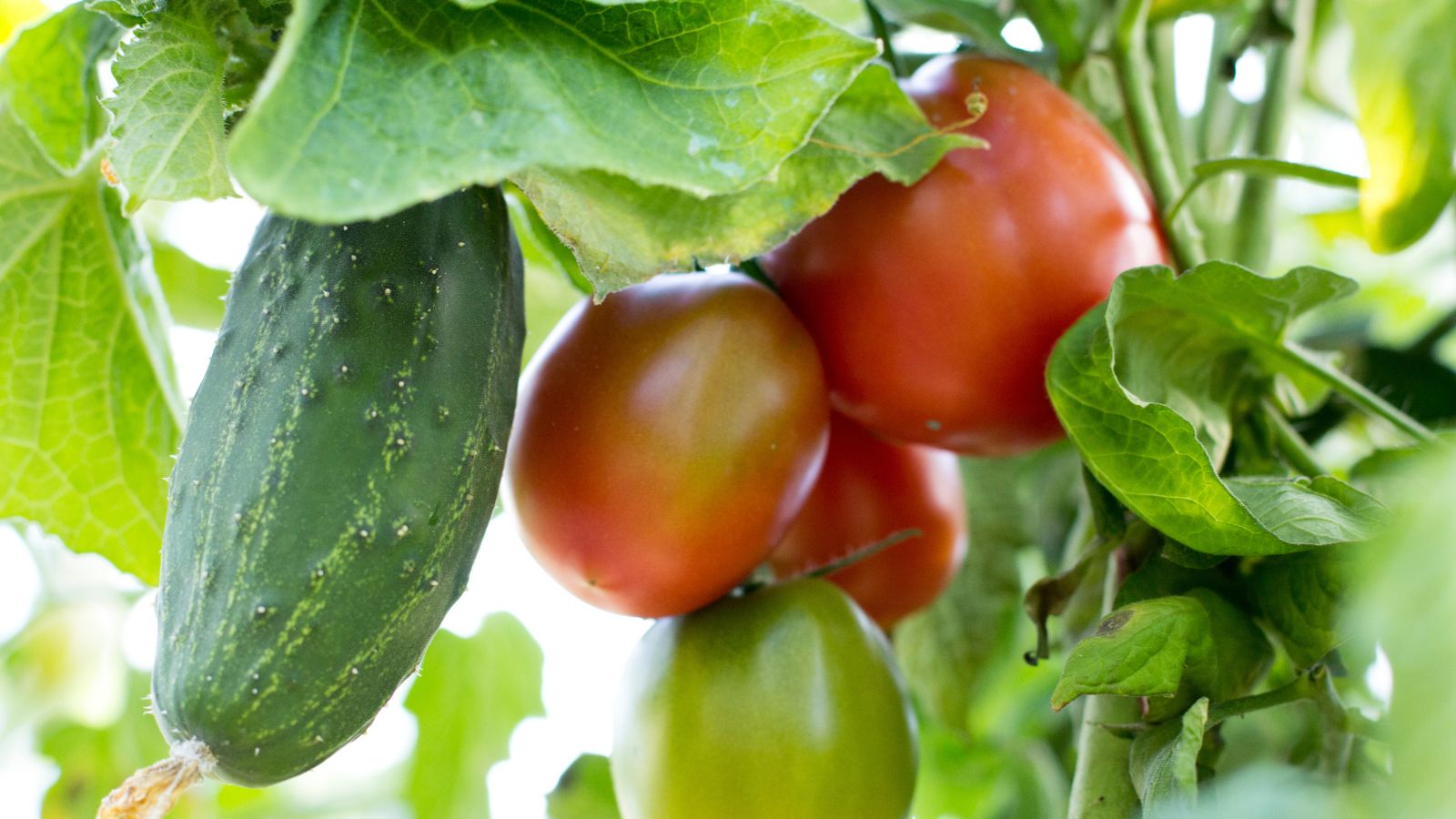 tomatoes and cucumbers planted near each other, appearing to be surrounded by wide green leaves and other foliage