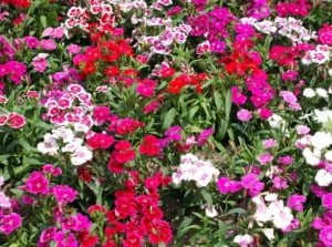 A close-up and overhead shot of a large composition of flowers alongside green foliage, showcasing ground covers for slopes