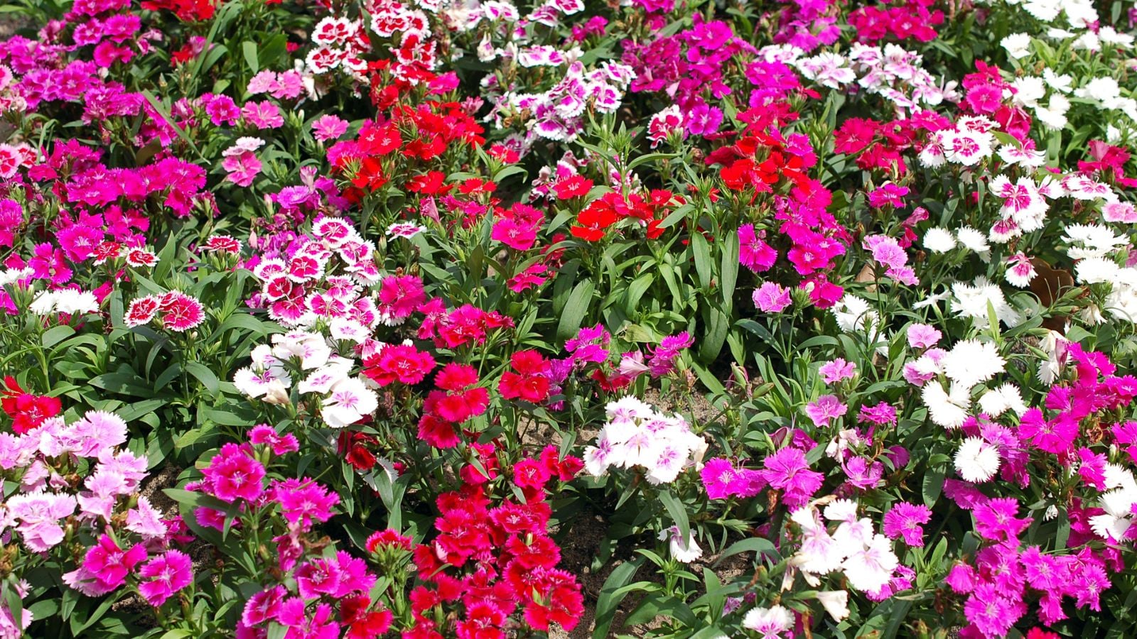 A close-up and overhead shot of a large composition of flowers alongside green foliage, showcasing ground covers for slopes