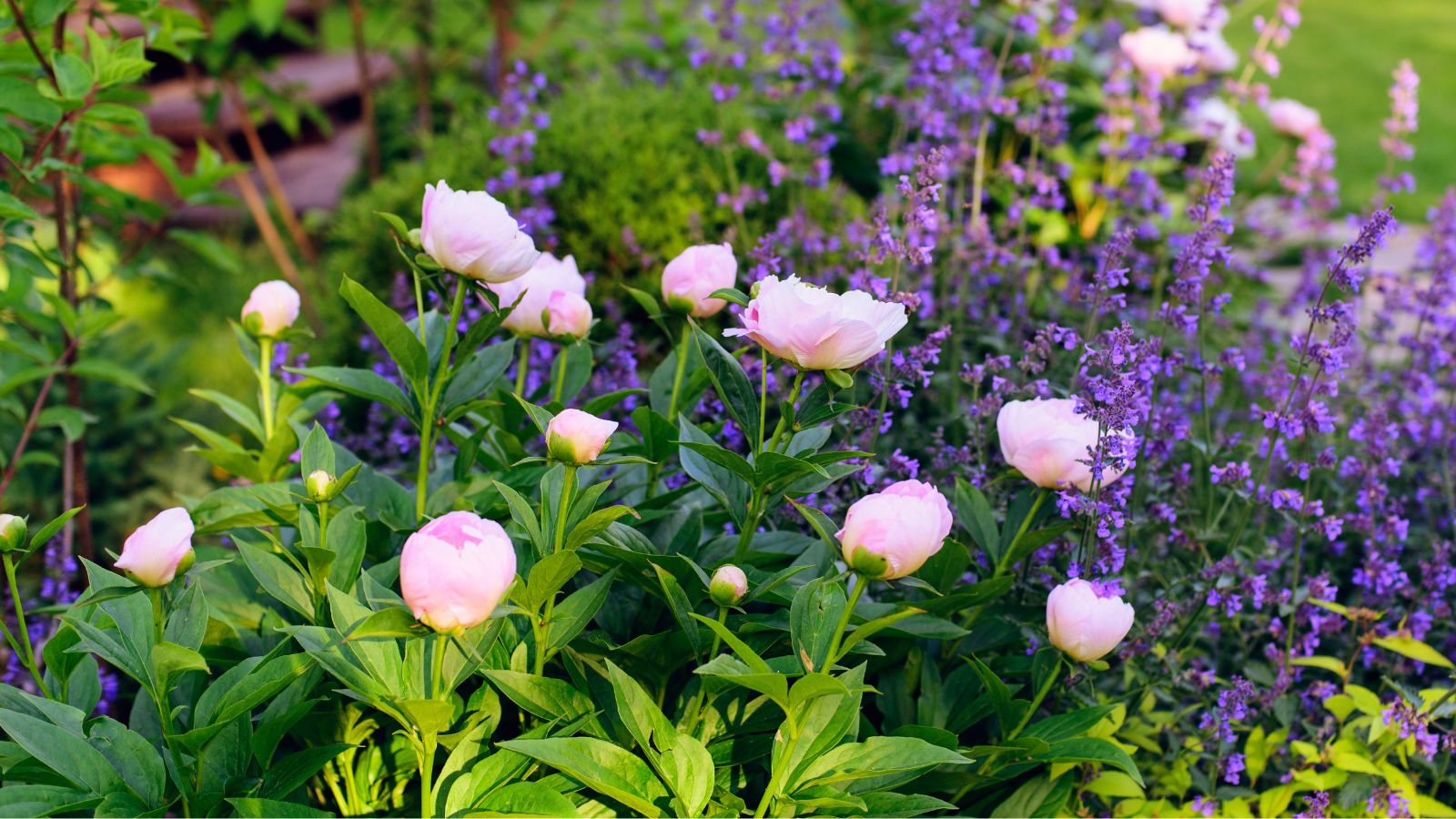 A close-up shot of a composition of different flowers showcasing peony companions