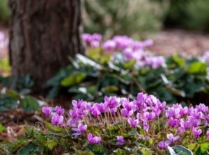 A close-up shot of a composition of pink colored flowers, developing under a large trunk, showcasing plants for under trees