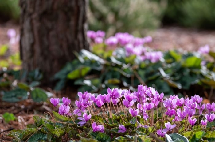 A close-up shot of a composition of pink colored flowers, developing under a large trunk, showcasing plants for under trees