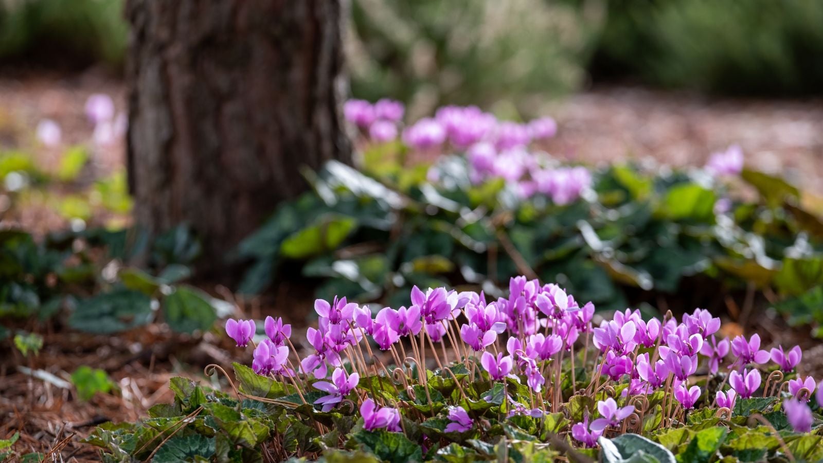 A close-up shot of a composition of pink colored flowers, developing under a large trunk, showcasing plants for under trees