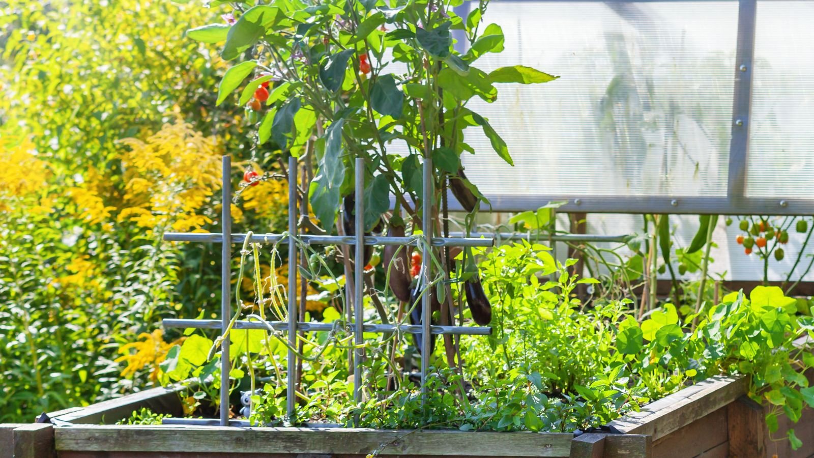 A close-up shot of a raised bed with a trellis showcasing eggplant companion plants