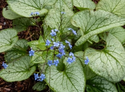 A close-up shot of a small composition of dainty blue flowers alongside their large heart-shaped leaf, showcasing perennial groundcover