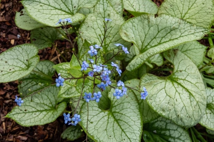 A close-up shot of a small composition of dainty blue flowers alongside their large heart-shaped leaf, showcasing perennial groundcover